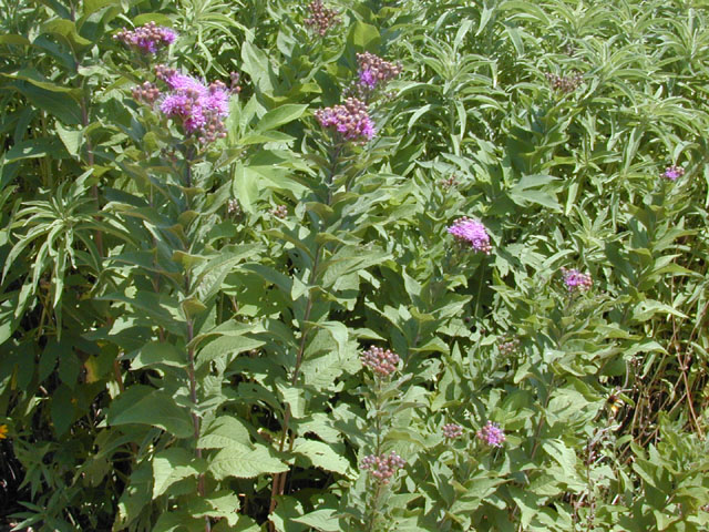 Vernonia baldwinii (Western ironweed) #14009