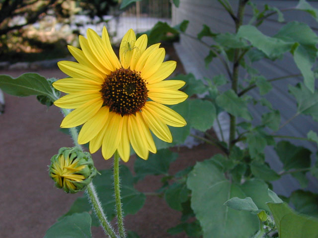 Helianthus annuus (Common sunflower) #14047