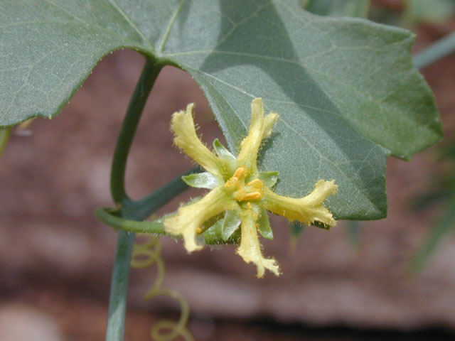 Ibervillea lindheimeri (Balsam gourd) #14052