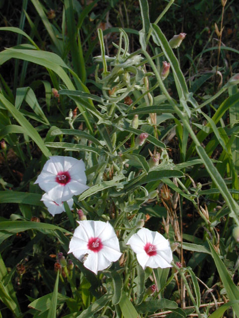 Convolvulus equitans (Texas bindweed) #14124