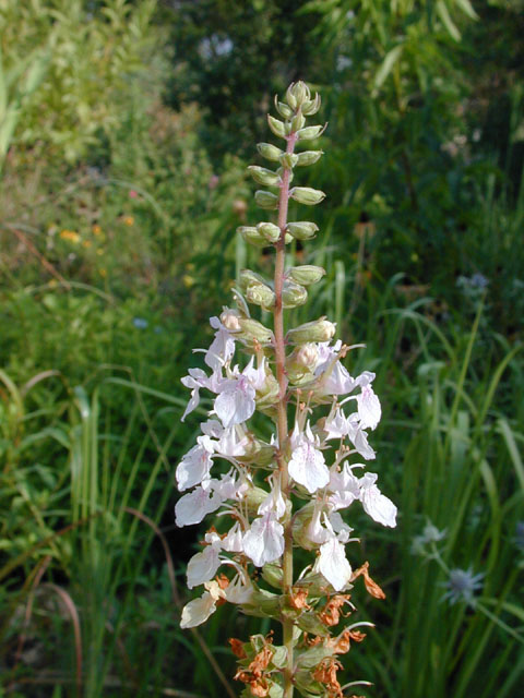 Teucrium canadense (American germander) #14143