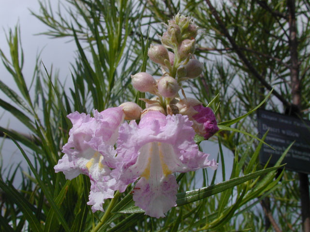 Chilopsis linearis (Desert willow) #14156