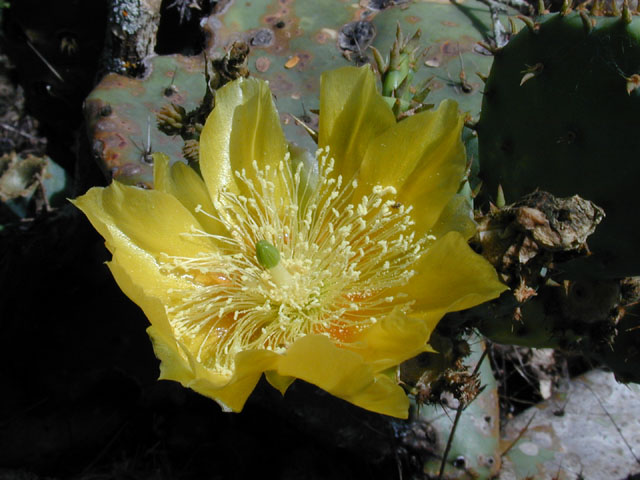 Opuntia engelmannii var. lindheimeri (Texas prickly pear) #14221