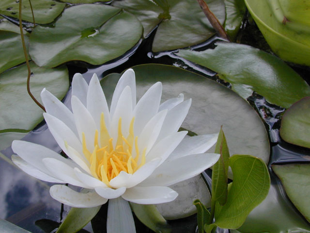 Nymphaea odorata (American white water-lily) #14231