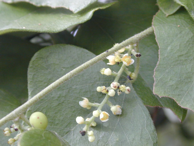 Cocculus carolinus (Carolina snailseed) #14235