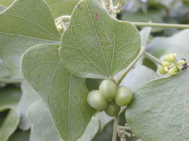 Cocculus carolinus (Carolina snailseed) #14237