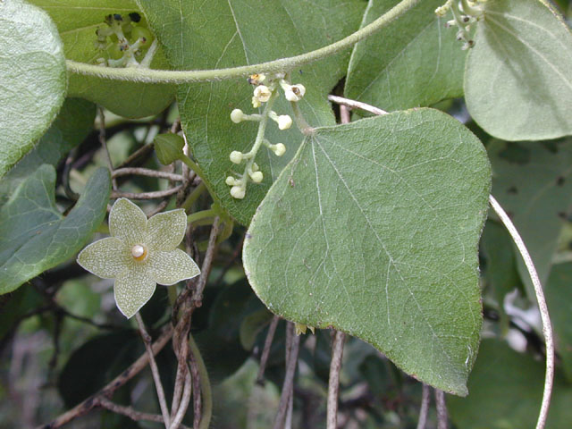 Cocculus carolinus (Carolina snailseed) #14240