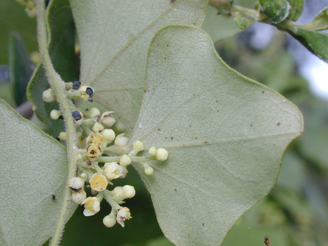 Cocculus carolinus (Carolina snailseed) #14242