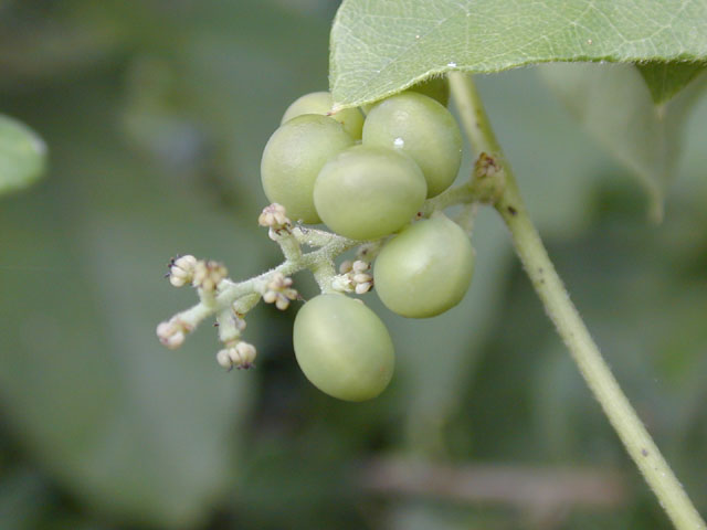 Cocculus carolinus (Carolina snailseed) #14244