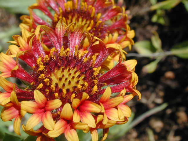 Gaillardia pulchella (Indian blanket) #14307