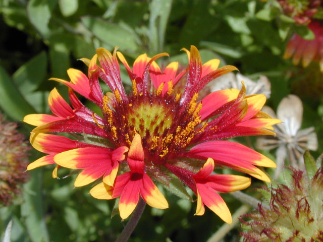 Gaillardia pulchella (Indian blanket) #14312