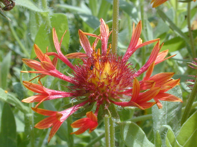 Gaillardia pulchella (Indian blanket) #14313