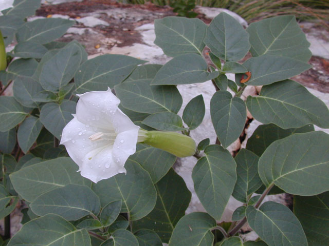 Datura wrightii (Jimsonweed) #14344