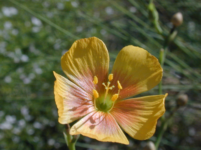 Linum berlandieri var. berlandieri (Berlandier's yellow flax) #14379