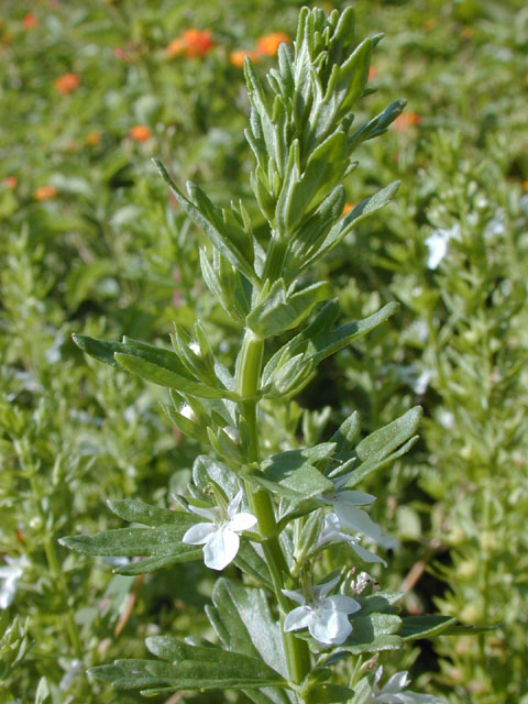 Teucrium cubense (Small coastal germander) #14386