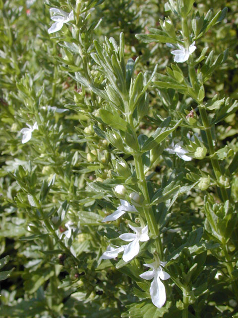 Teucrium cubense (Small coastal germander) #14389