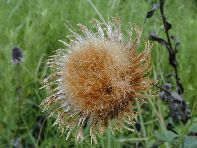 Centaurea americana (American basket-flower) #14476