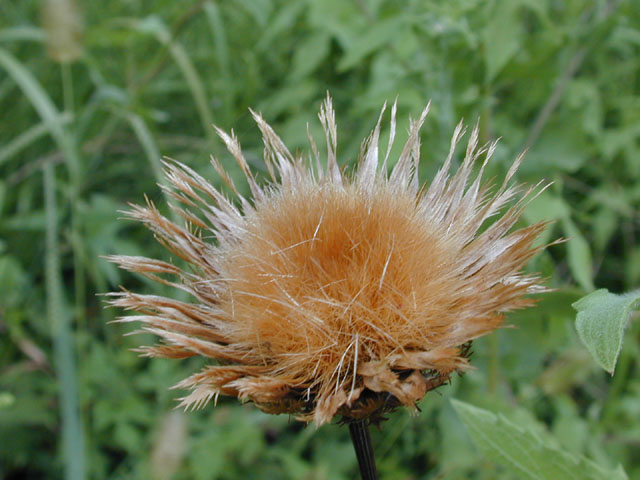 Centaurea americana (American basket-flower) #14477