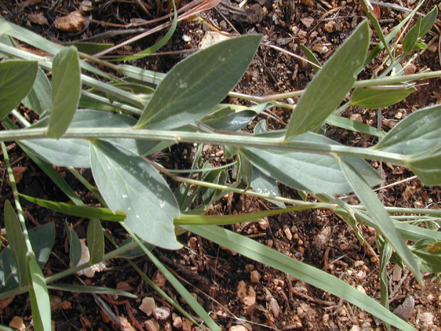 Argythamnia humilis var. humilis (Low silverbush) #14486