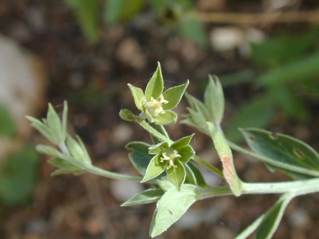 Argythamnia humilis var. humilis (Low silverbush) #14487