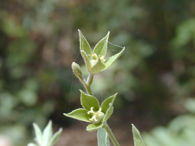 Argythamnia humilis var. humilis (Low silverbush) #14495