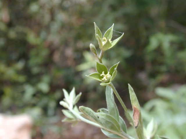 Argythamnia humilis var. humilis (Low silverbush) #14496