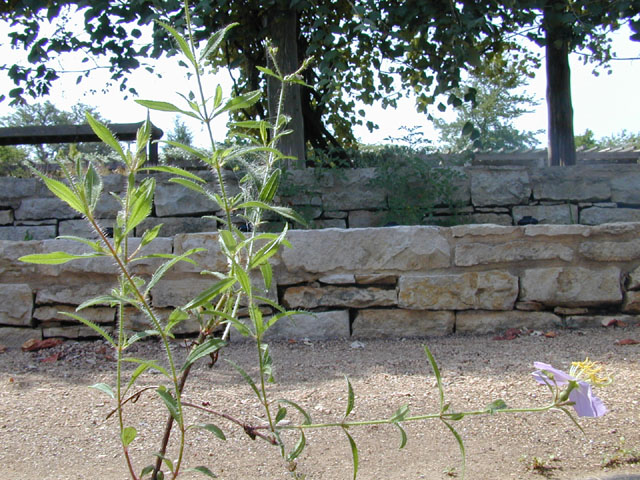 Rhexia mariana var. mariana (Maryland meadow beauty) #14565