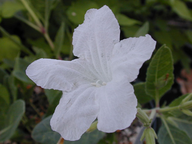 Ruellia metziae (White ruellia) #14567