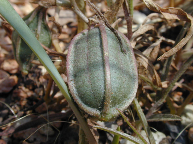 Aristolochia erecta (Swanflower) #14602