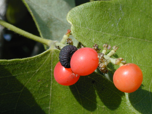 Cocculus carolinus (Carolina snailseed) #14619