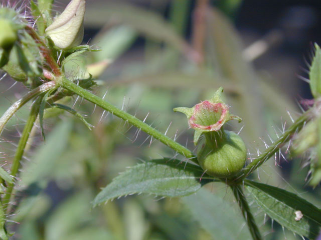 Rhexia mariana var. mariana (Maryland meadow beauty) #14629