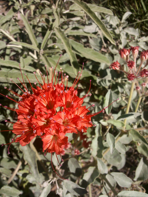 Nyctaginia capitata (Devil's bouquet) #28878