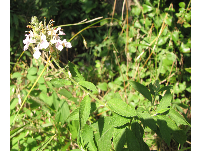 Teucrium canadense (American germander) #33106