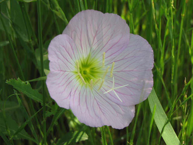 Oenothera speciosa (Pink evening primrose) #33132