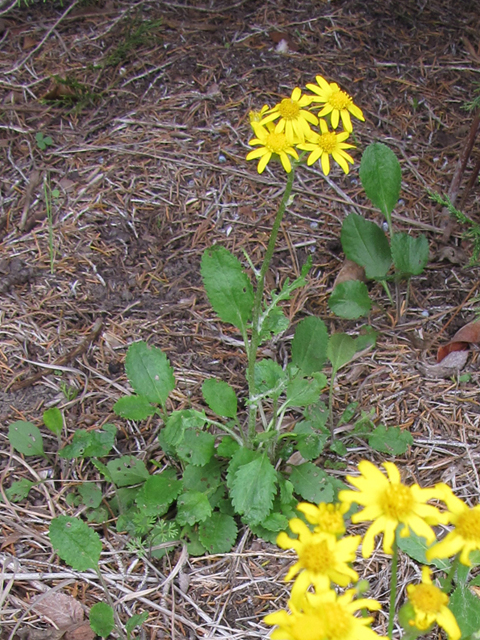 Packera obovata (Golden groundsel) #33142