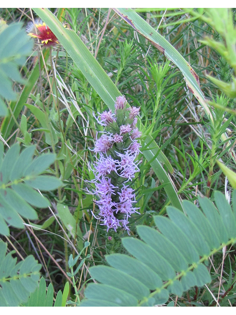 Liatris punctata (Dotted blazing star) #33186