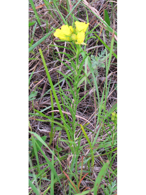 Calylophus berlandieri (Berlandier's sundrops ) #33252