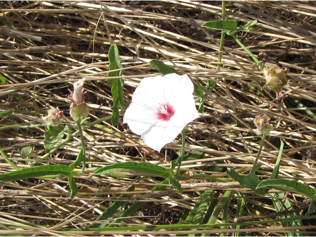 Convolvulus equitans (Texas bindweed) #33256