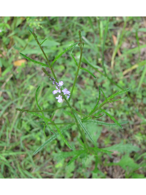 Verbena halei (Texas vervain) #33260