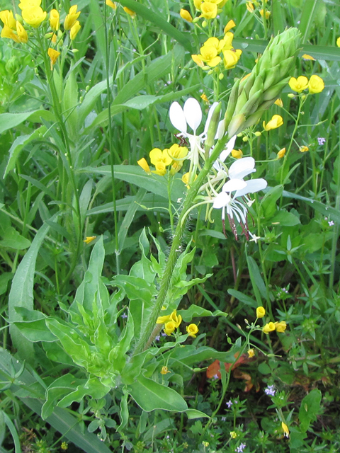 Oenothera suffulta (Kisses) #33273