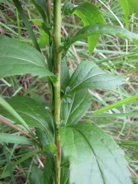 Solidago ulmifolia (Elmleaf goldenrod) #33390