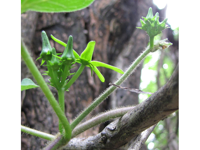 Matelea gonocarpos (Anglepod) #35831