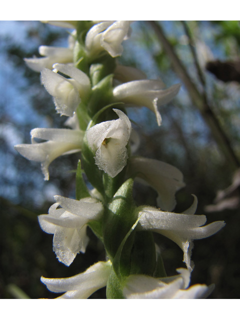 Spiranthes magnicamporum (Great plains ladies'-tresses) #35929