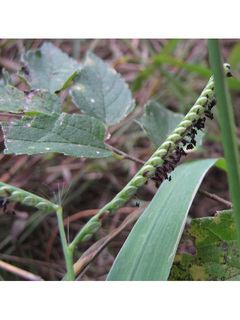 Paspalum pubiflorum (Hairyseed paspalum) #35967