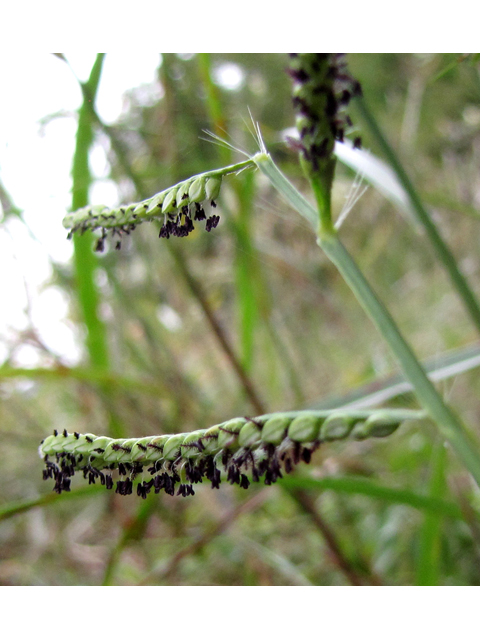 Paspalum pubiflorum (Hairyseed paspalum) #35968