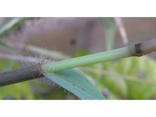 Paspalum pubiflorum (Hairyseed paspalum) #35974