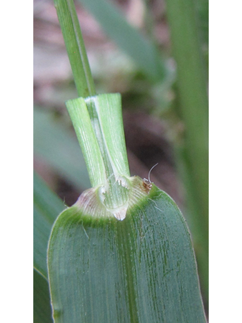 Paspalum pubiflorum (Hairyseed paspalum) #35975