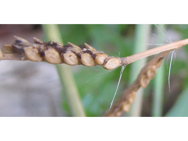 Paspalum pubiflorum (Hairyseed paspalum) #35976