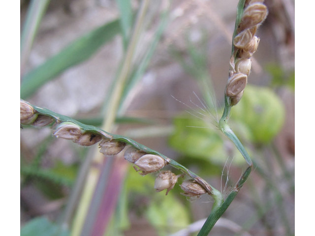 Paspalum pubiflorum (Hairyseed paspalum) #35977