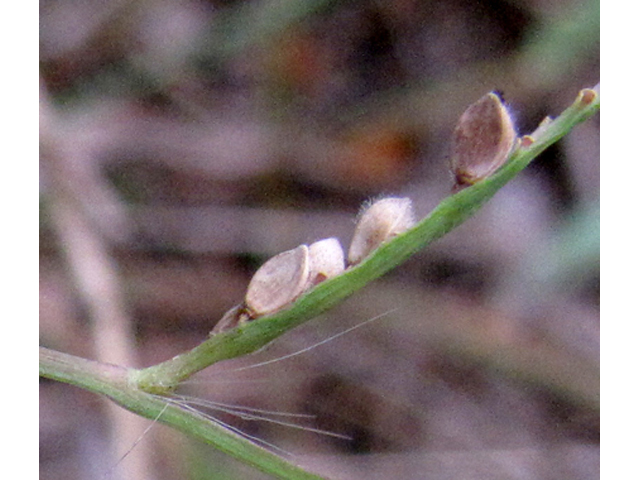 Paspalum pubiflorum (Hairyseed paspalum) #35979